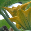 P1360436　カボチャの花