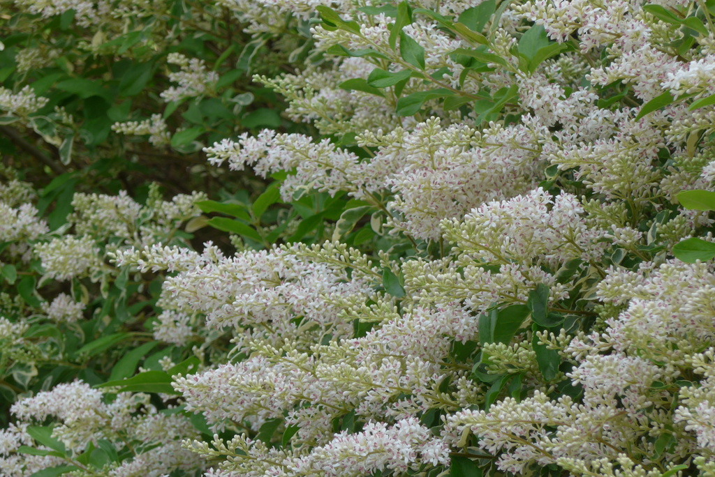 P1270261　綺麗な垣根