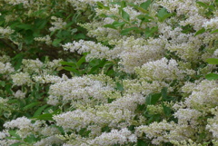 P1270261　綺麗な垣根