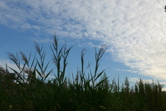 P1390059　秋の風景