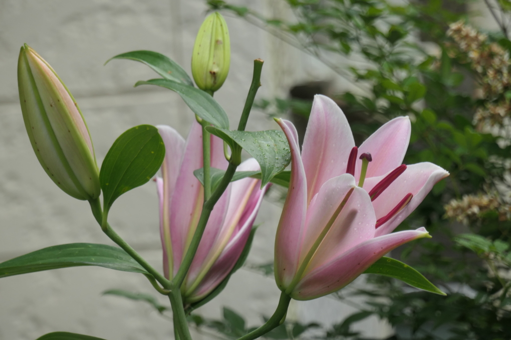 P1046497　開花～♪