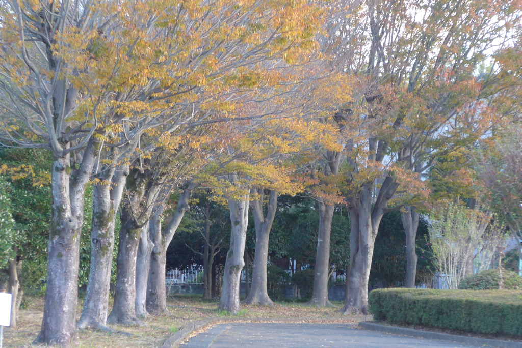 P1370152　晩秋の公園