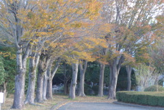 P1370152　晩秋の公園