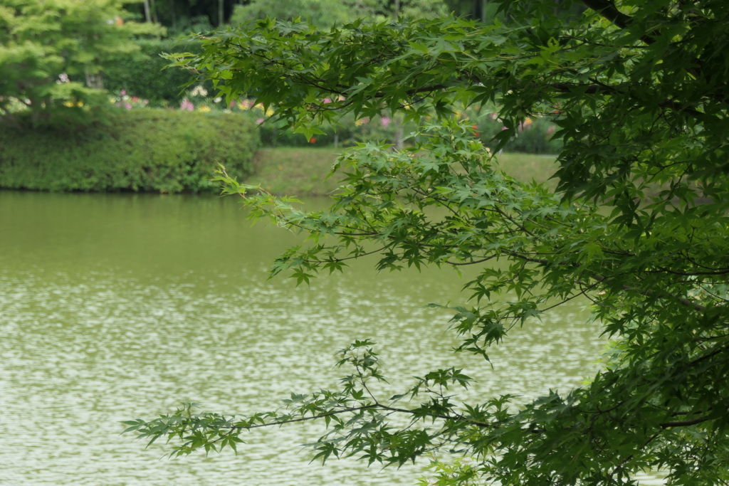 P1023980　可睡ゆりの園にて