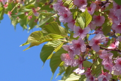 P1320266　葉桜