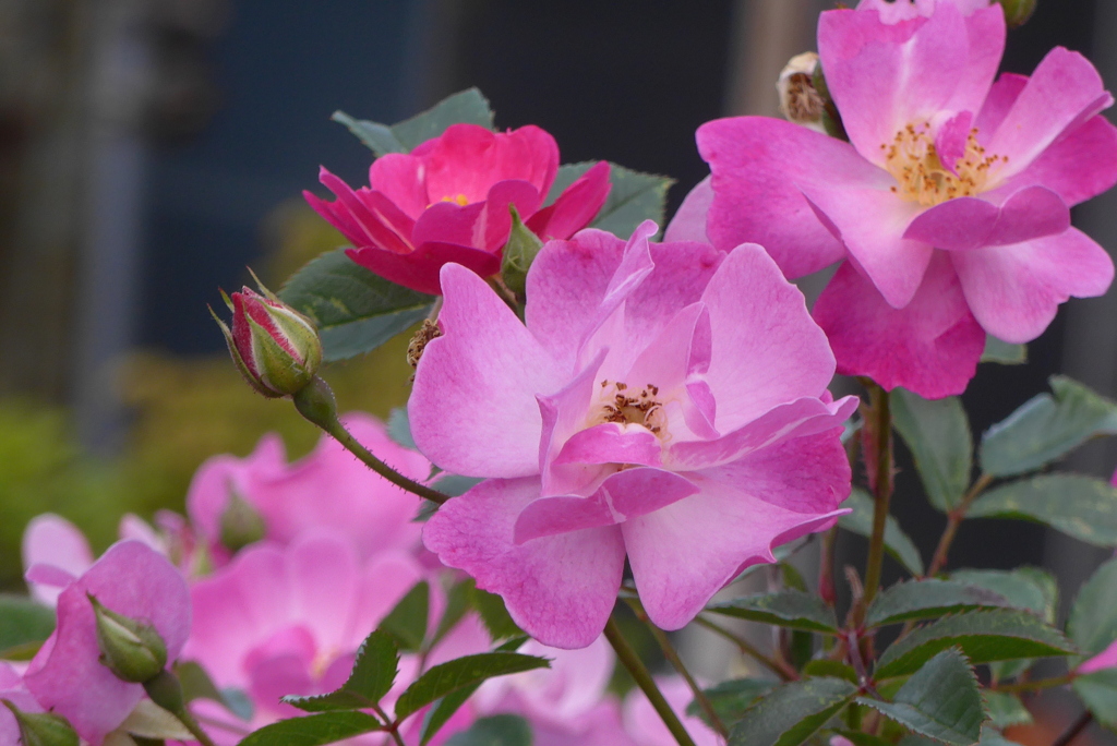 P1270188　温かい心（花言葉）
