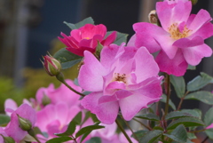 P1270188　温かい心（花言葉）