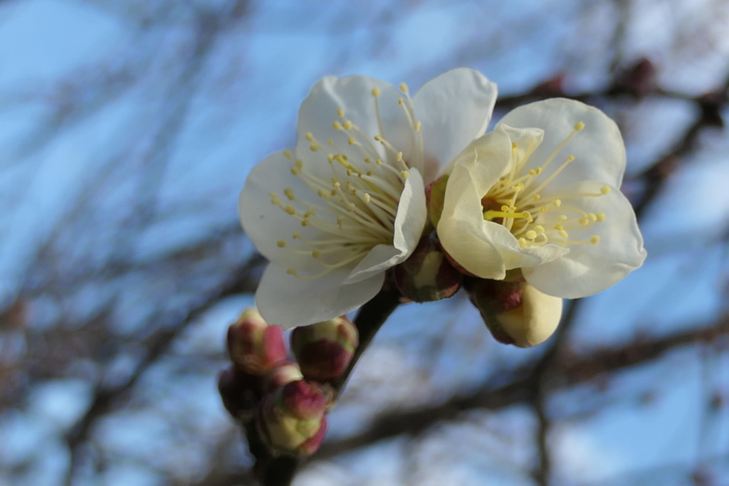 P1023278　白梅
