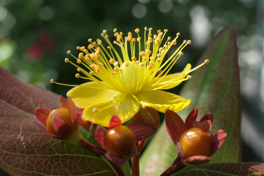 P1012128　ヒペリカム