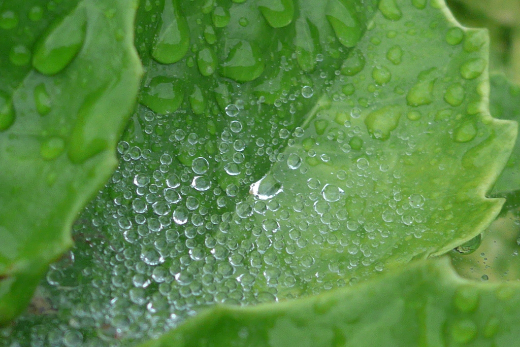 P1100371　雨上がりに