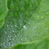 P1100371　雨上がりに