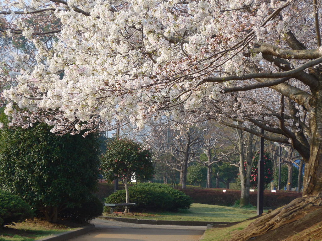 P1080028　公園の桜