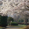 P1080028　公園の桜