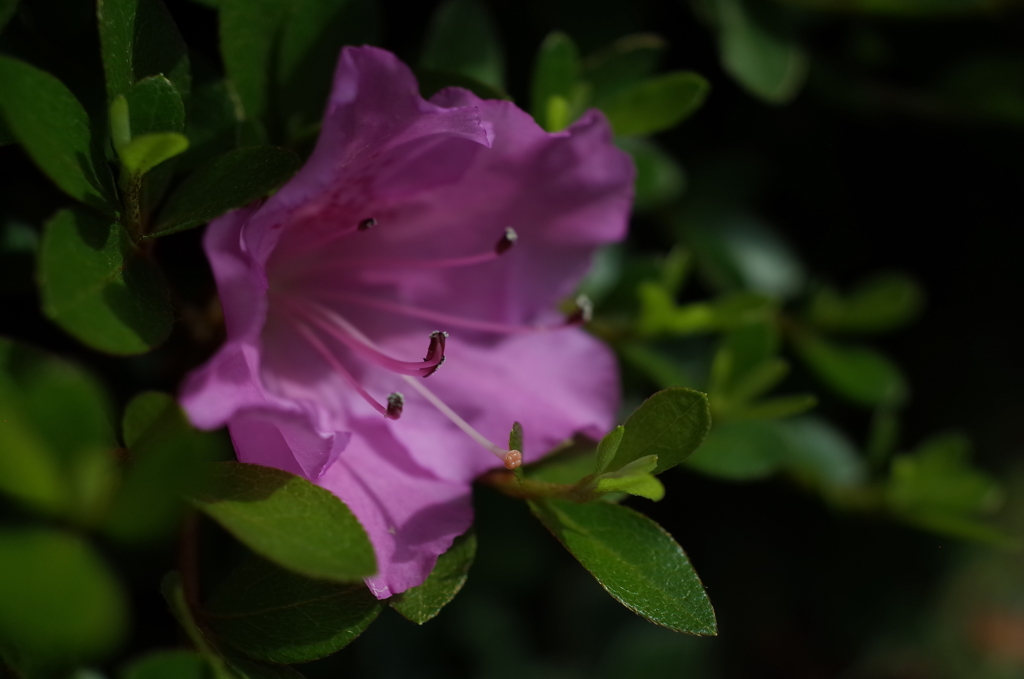 R0353596　サツキ