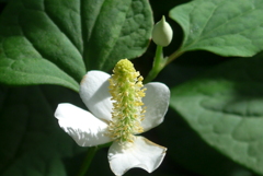 P1350889　白い追憶