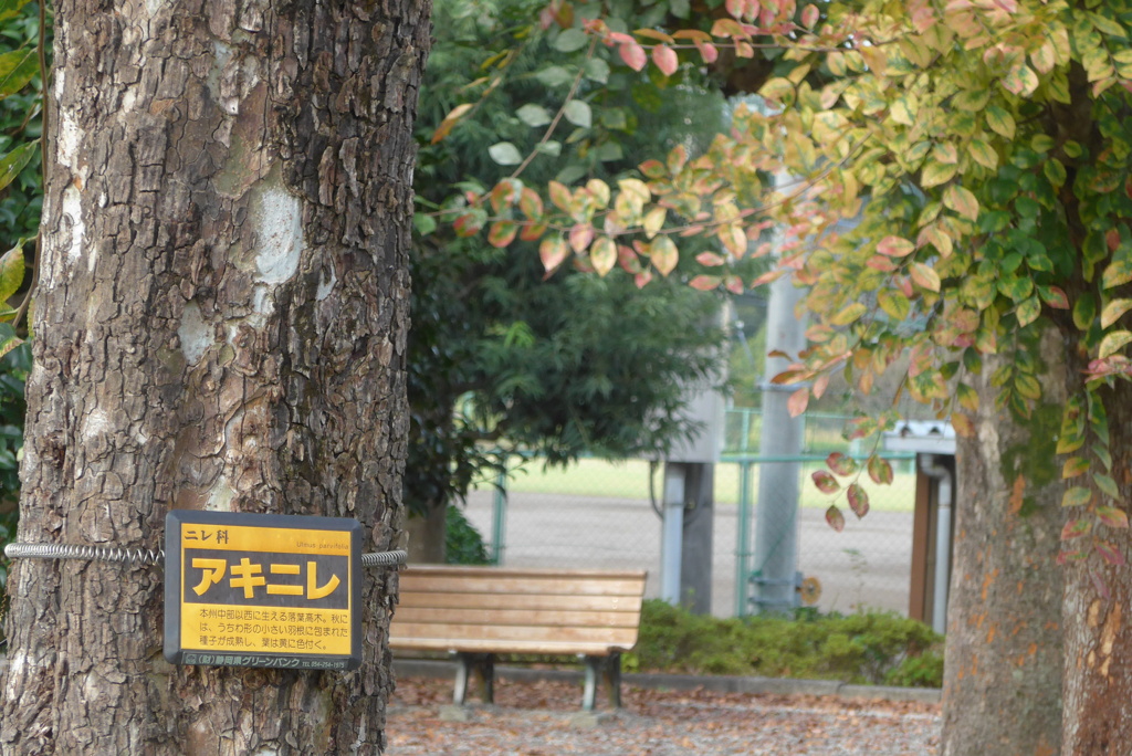 P1360997　アキニレ