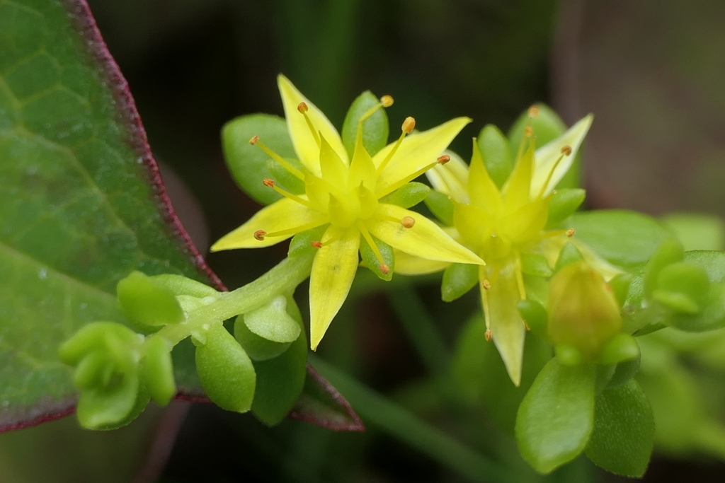 P1045782　小さな花