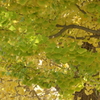 P1034770　イチョウ