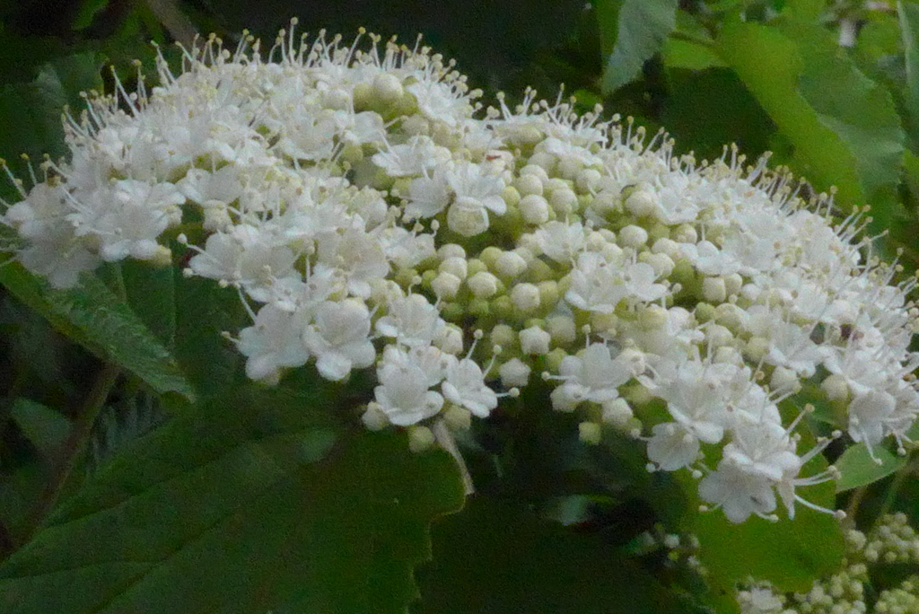 P1330041　野山の花