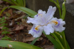 P1140547　シャガ