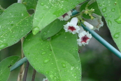 P1240070　早乙女花