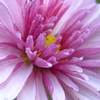P1310784　真実（花言葉）
