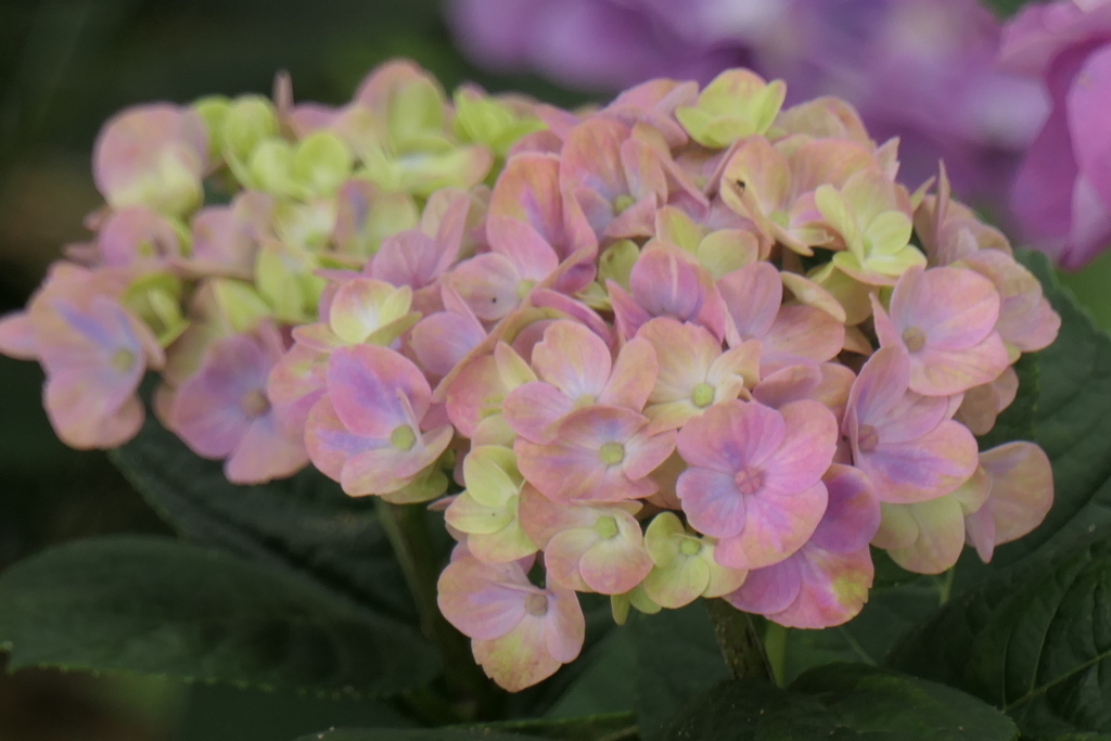 P1023898　　可睡ゆりの園にて