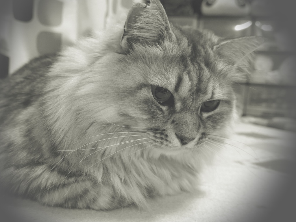 P1070077　ねこさん