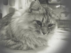 P1070077　ねこさん