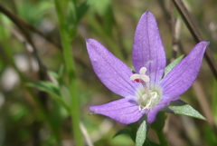 P1150385　野の花