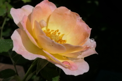 P1068945　ミニバラ