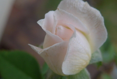 P1360583　ミニバラ
