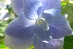 P1220500　朝の光に