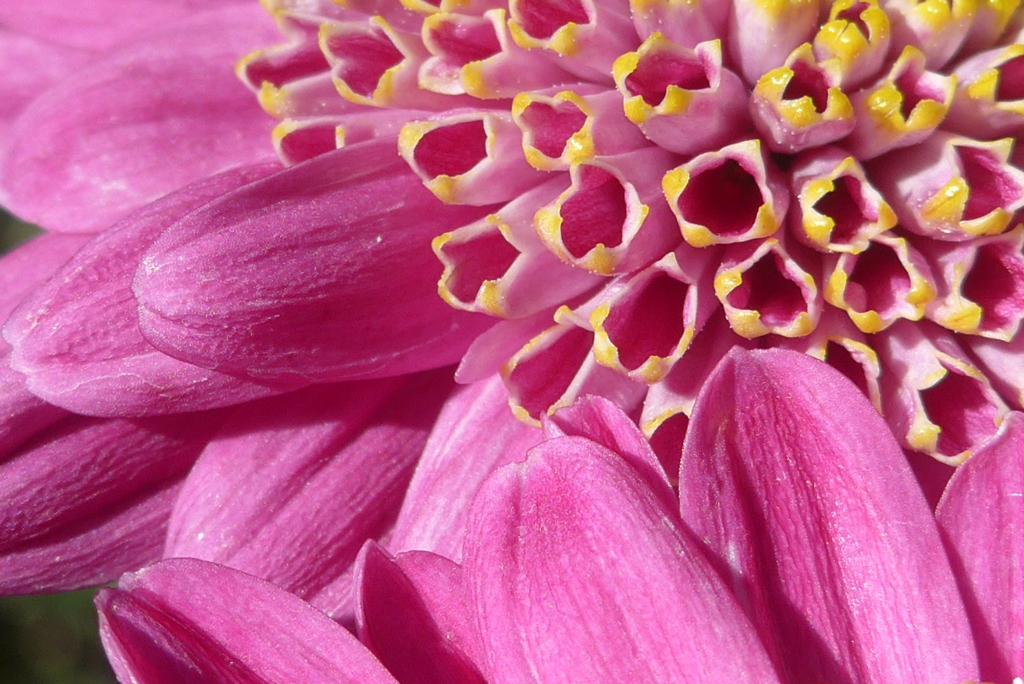 P1180963　菊