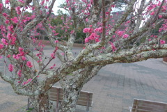 P1370415　紅梅