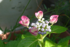 P1160121　初めて