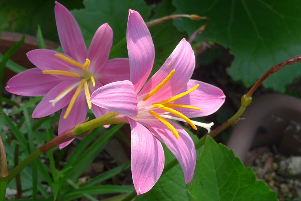 P1160577　姉妹♪