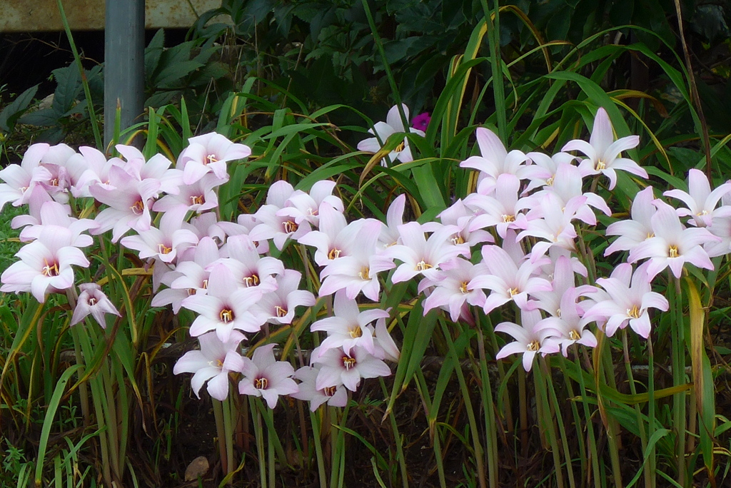 P1270972　密です…