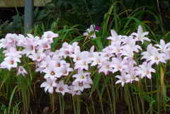 P1270972　密です…