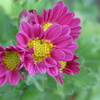 P1340729　残菊