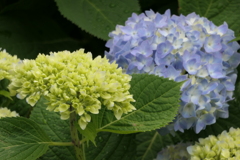 P1011975　紫陽花