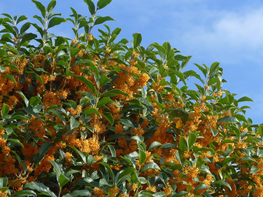 P1180728 　香る♫