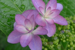 P1090840　あじさい