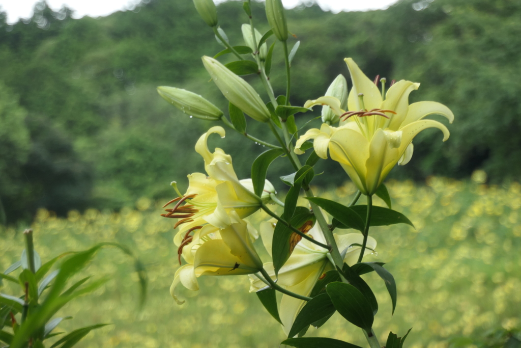 P1023889　可睡ゆりの園にて