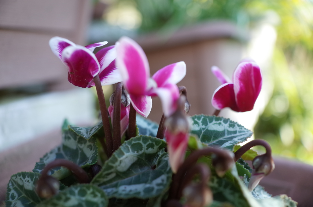 R0354157　ガーデンシクラメン