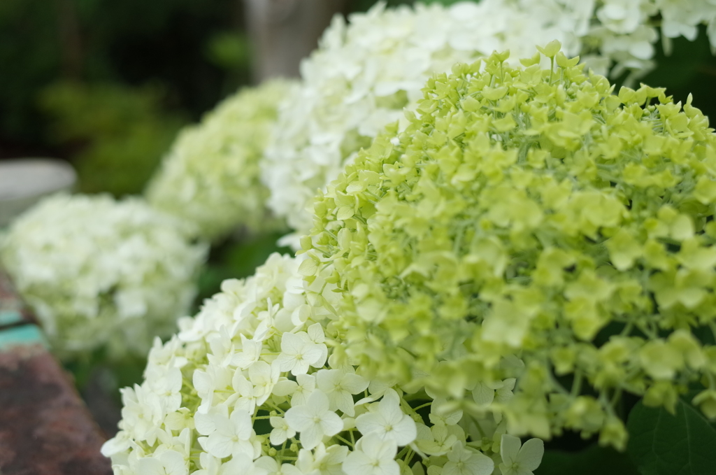 R0353090　アナベル