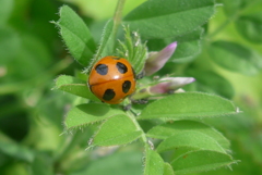 P1150001　かわいい訪問者