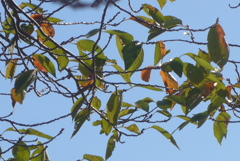 P1340181　秋色