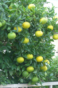 P1390225　ナツミカン