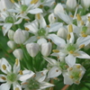 P1280402　星への願い（花言葉）